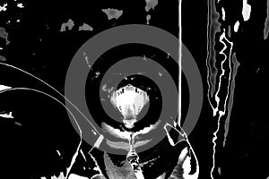 focus photo kitten gape