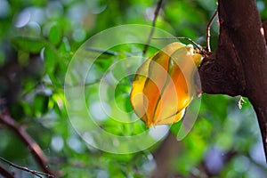 Focus photo of ripe star fruit on its branch, blurred background style, natural sunlight.