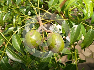 focus photo on young green kedondong fruit