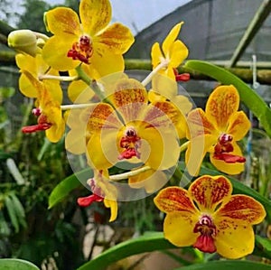 focus of photos of orchids orchids are beautiful flowers for display in front of the house or in the garden