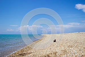 Focus on the pinecone. The cone is on the beach in the sand and behind is a beautiful blue sea and blue sky copy space