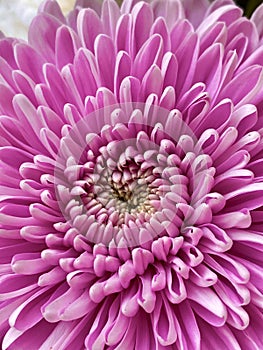 Focus on pink dahlia petals