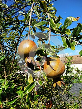 Focus on Pomegranate fruits on tree photo