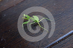 Focus of Preying Mantis Mantid Mantises photo