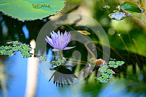 Focus of a purple lotus in a water surrounded with green leaves and lily pads