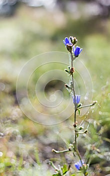 Focus on purple wildflower with webs in the morning