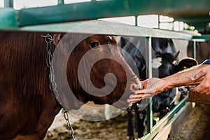 Focus of rancher touching brown cow