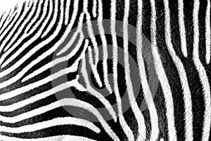 Focus on real Zebra stripes