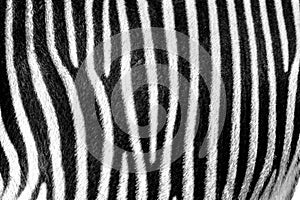 Focus on real Zebra stripes