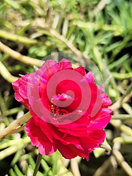 focus of red flowers with profuse green stems