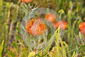 Focus of  red orange  flower head of a leucospermum