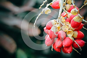 Focus of red sealing wax palm