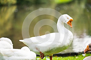 Focus on relaxed wild birds nipping  on a leg