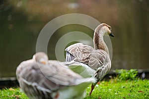 Focus on relaxed wild birds nipping  on a leg