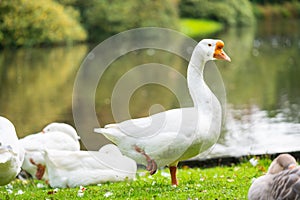 Focus on relaxed wild birds nipping  on a leg photo