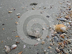 Focus on the remains of marine life, sand and sea, blue sea and