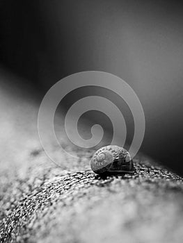 Focus in a sanil, black and white