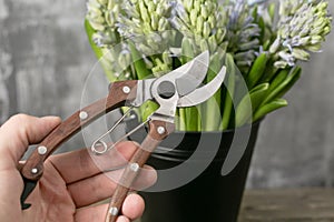 Focus on secateur, garden scissors. Still life flower hyacinth. Bulbous plant, which grows in the garden area and in the