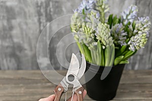 Focus on secateur, garden scissors. Still life flower hyacinth. Bulbous plant, which grows in the garden area and in the