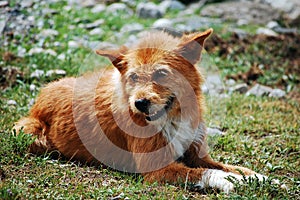 Focus shot of a ginger furred dingo laying on grass