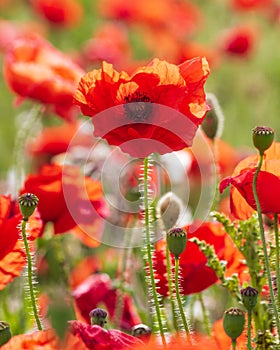 Focus on a single red poppy