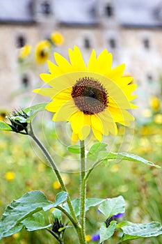 Focus on single sunflower