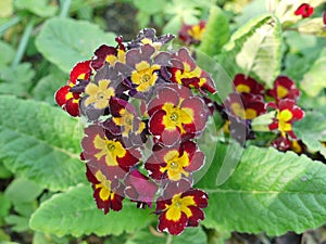 In the focus are small burgundy primrose with a yellow midline on the background of their green leaves