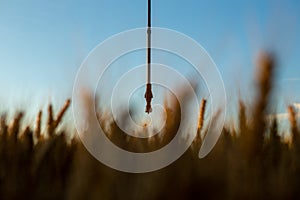 Focus on the sprinkler from the irrigation system in the field of ripe yellow wheat. Above is a blue sky and the sun is setting