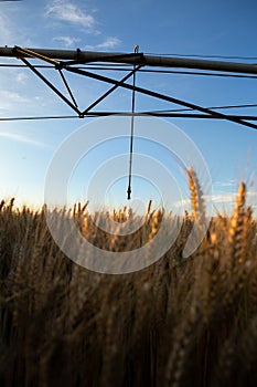 Focus on the sprinkler from the irrigation system in the field of ripe yellow wheat. Above is a blue sky and the sun is setting