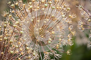 Focus stack detail of Allium Globemaster flower with blurred background