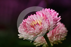 Focus Stacked flower center, pink and purple, super macro closeup texture and pattern