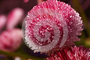 Focus Stacked flower center, pink and purple, super macro closeup texture and pattern