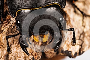 Lesser Stag Beetle is species of Stag Beetle, Dorcus parallelipipedus. photo