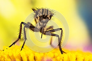 Empis livida, Dance fly