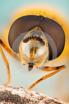 Hover Fly, Flower Flies, Syrphid Flies, Hoverflies, Diptera, Syrphidae photo