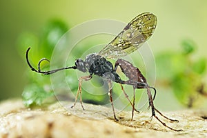 Ichneumon Wasp, Cryptus albitarsis, Wasp