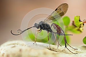 Ichneumon Wasp, Cryptus albitarsis, Wasp