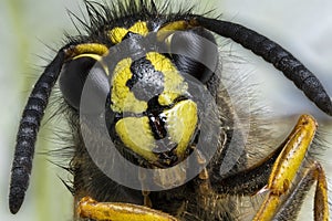 Focus stacking photo of wasp that sits and looks into the camera, super macro photo