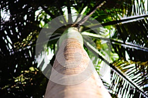 Focus on steem of South American Royal Palm from Barbados Roystonea Oleracea. Close-up seen upwards