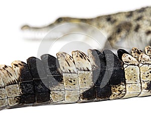 focus on the tail of a Philippine crocodile in the foreground with the head blurred in the background, Crocodylus mindorensis,