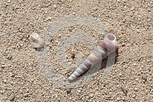 Focus on Terebra or tower shell on sand