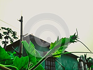 Focus on a tip of bottle gourd vegetable on the sunny day in village