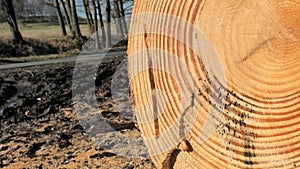 Focus to annual rings of spruce and view of the bare trunk without bark. Debarking the affected tree, bark and sawdust