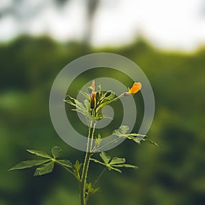 Focus to small flower and plant with the nature green blur background