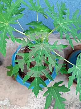 Focus on top of green leaf of young papaya tree