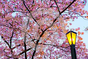 Focus traditional Japanese lantern light up ,Sakura cherry blossoms branches ,sakura light up branch against sunset sky,  twilight