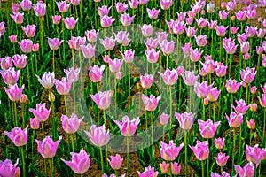 Focus tulips flower in field or in garden, Sunny day and beautiful pink tulips in the spring season, bright tulips flowers good na