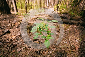 Focus On Vernal Sprout Of Wild Raspberries, Pushing Through Layer