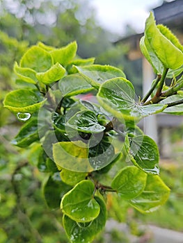 Focus on the water drop on the green leaf