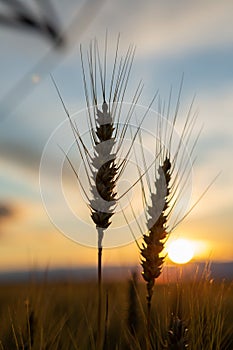 Focus on wheat ears. The wheat is ripe and ready for harvest. Behind is a beautiful sunset